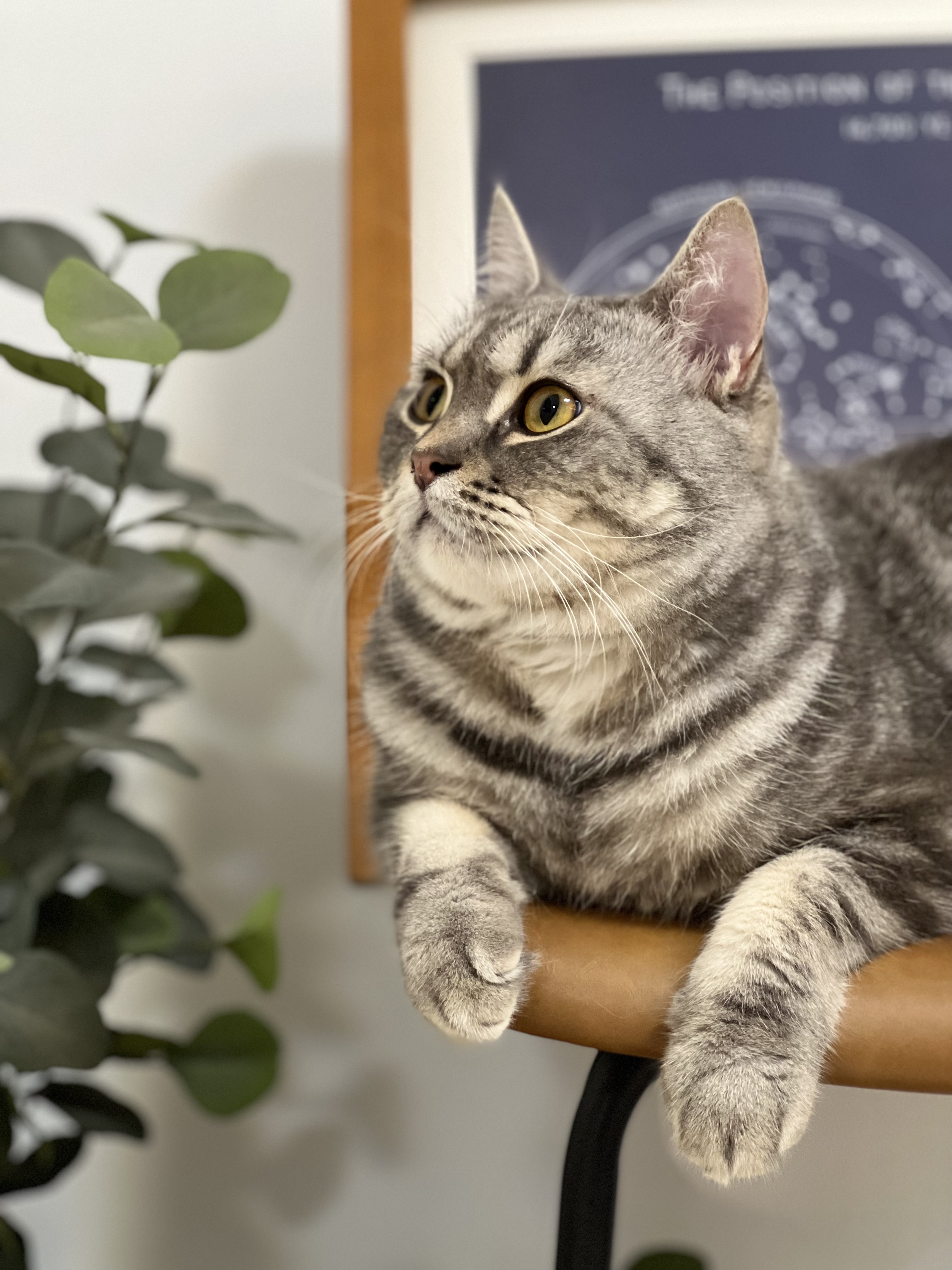 一猫
一世界